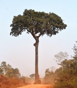 дерево бразильских орехов, картинка