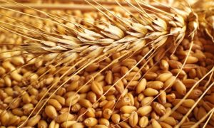 польза пшеницы для человека, картинка